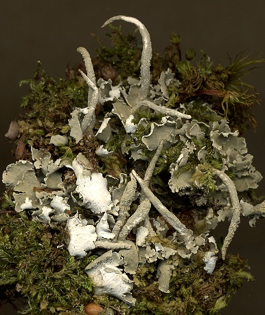 Cladonia coniocraea (door Laurens Sparrius)