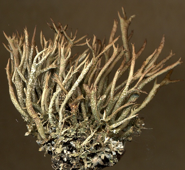 Cladonia crispata (door Laurens Sparrius)