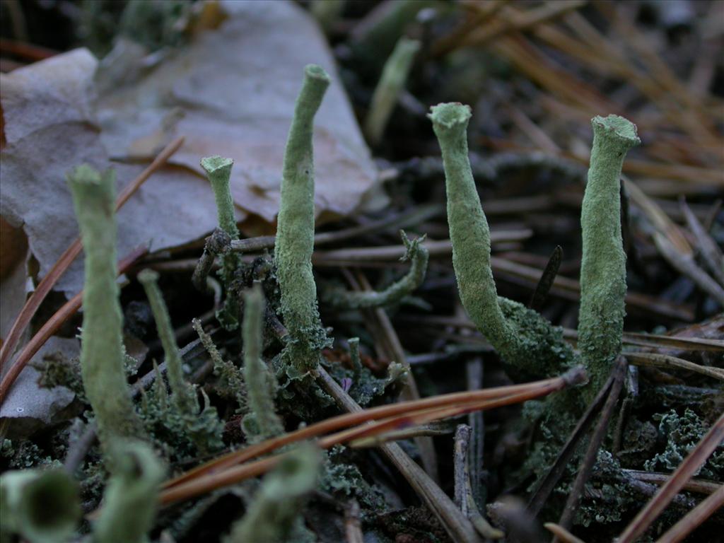 Cladonia deformis (door Laurens Sparrius)