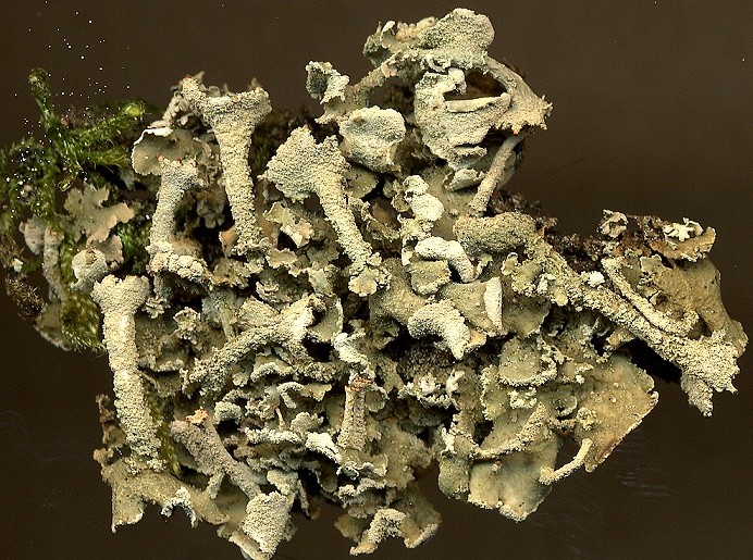 Cladonia digitata (door Laurens Sparrius)