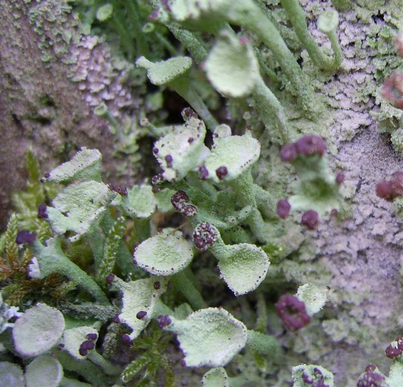 Cladonia fimbriata (door Henk Timmerman)