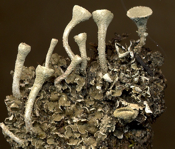 Cladonia fimbriata (door Laurens Sparrius)