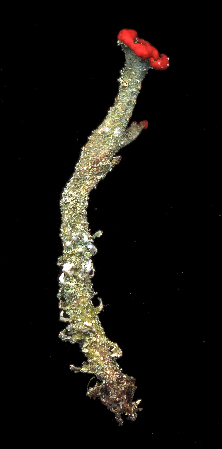 Cladonia floerkeana (door Laurens Sparrius)
