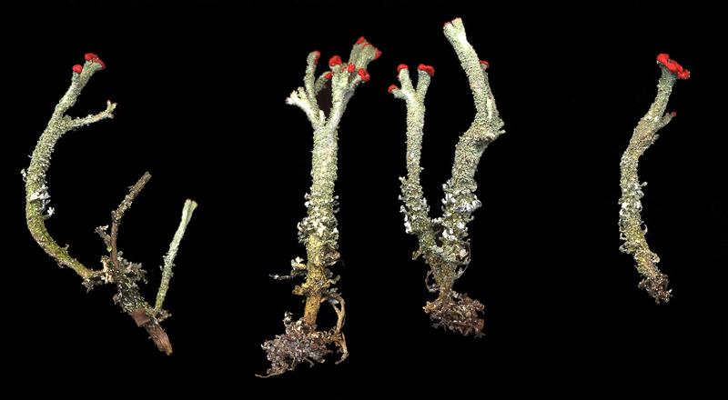 Cladonia floerkeana (door Laurens Sparrius)