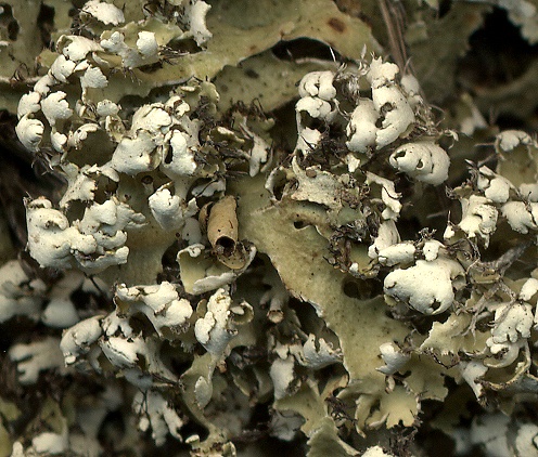 Cladonia foliacea (door Laurens Sparrius)