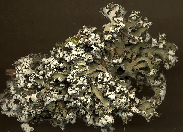 Cladonia foliacea (door Laurens Sparrius)