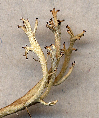 Cladonia furcata (door Laurens Sparrius)