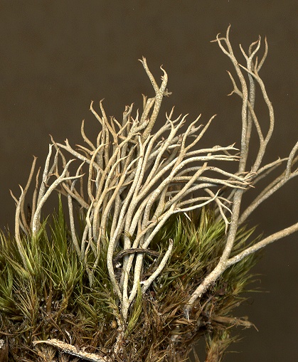 Cladonia furcata (door Laurens Sparrius)