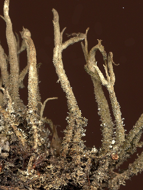 Cladonia glauca (door Laurens Sparrius)