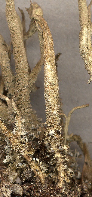 Cladonia glauca (door Laurens Sparrius)