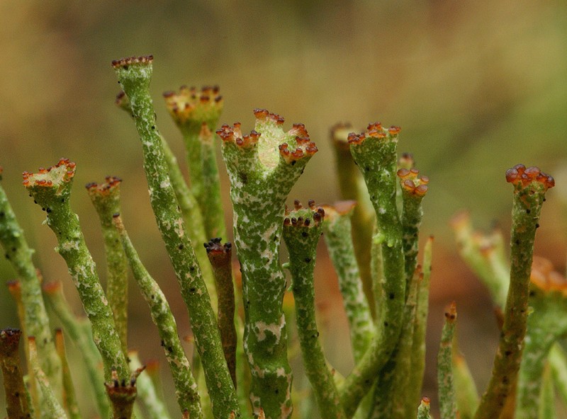 Cladonia gracilis (door Ron Poot)