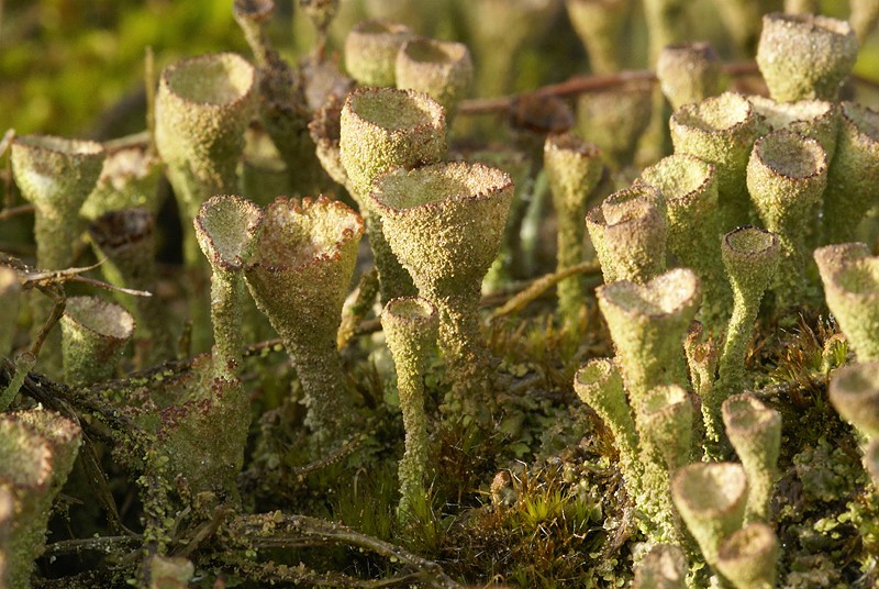 Cladonia grayi (door Ron Poot)