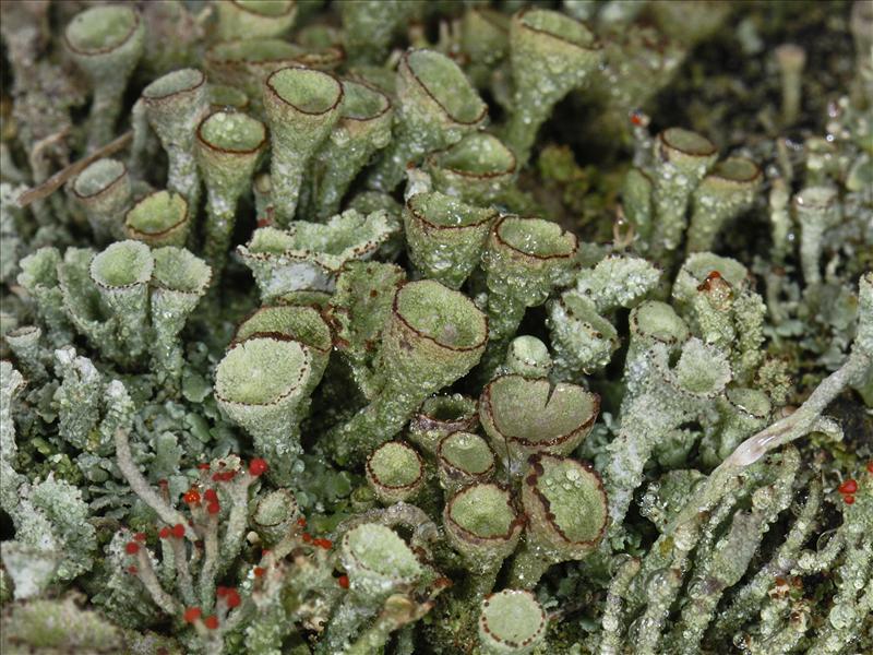 Cladonia grayi (door Ab H. Baas)