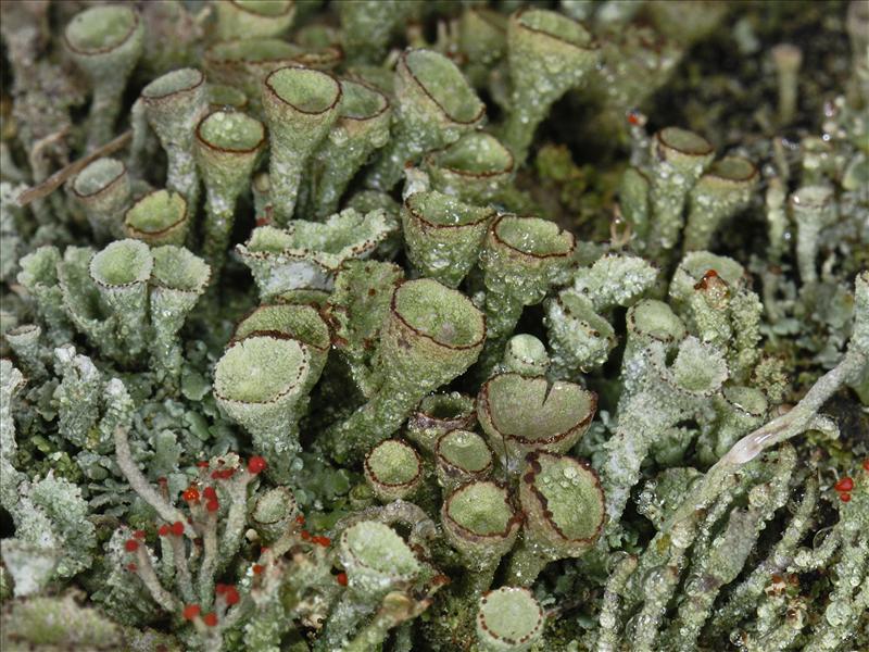 Cladonia grayi (door Ab H. Baas)