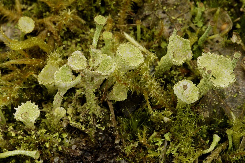 Cladonia grayi (door Ron Poot)