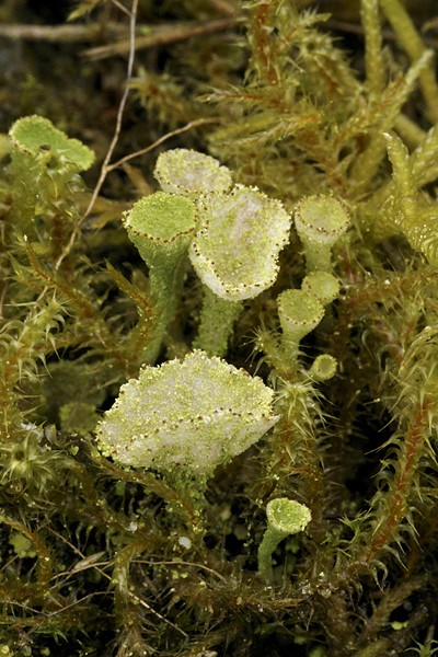 Cladonia grayi (door Ron Poot)