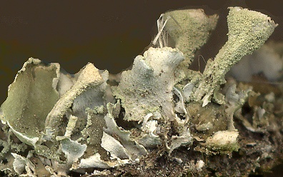Cladonia humilis (door Laurens Sparrius)