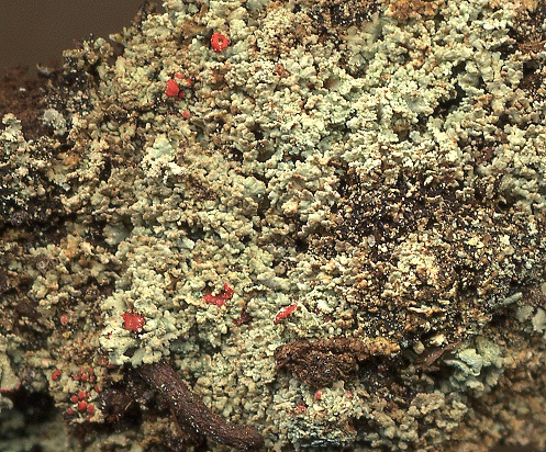 Cladonia incrassata (door Laurens Sparrius)