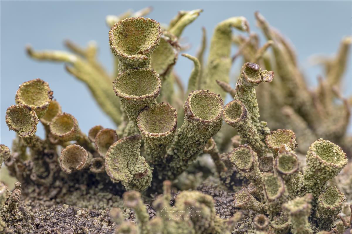 Cladonia grayi (door Arno van Zon)