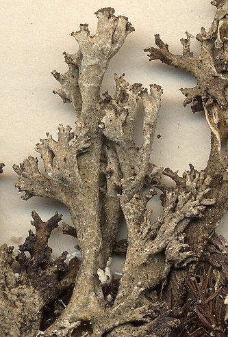 Cladonia phyllophora (door Laurens Sparrius)
