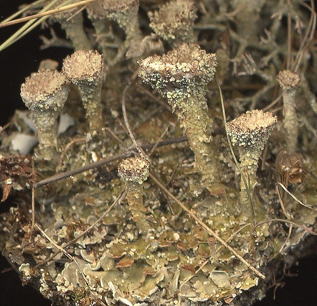 Cladonia pocillum (door Laurens Sparrius)