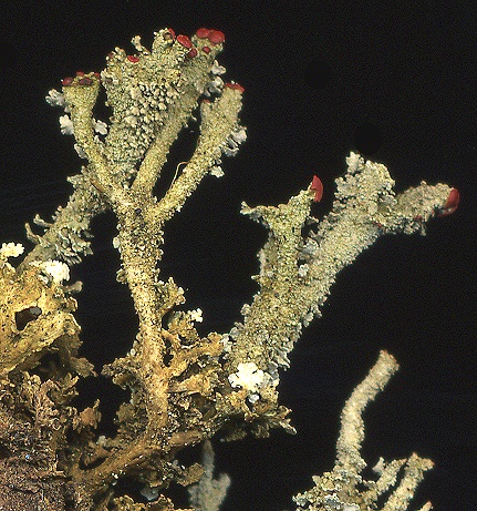 Cladonia polydactyla (door Laurens Sparrius)