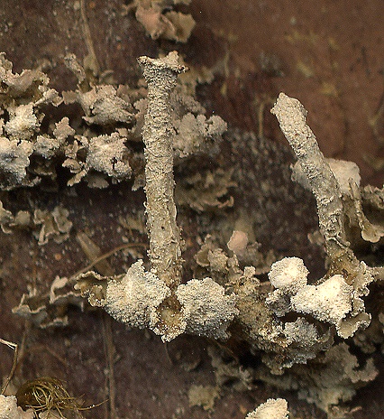 Cladonia polydactyla (door Laurens Sparrius)