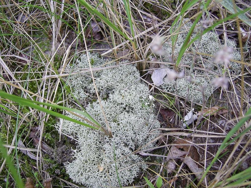 Cladonia portentosa (door Henk Timmerman)