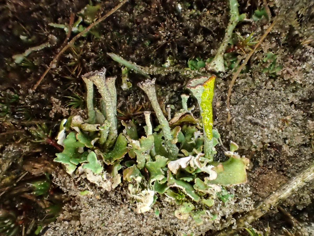 Cladonia pulvinata (door Wim de Groot)