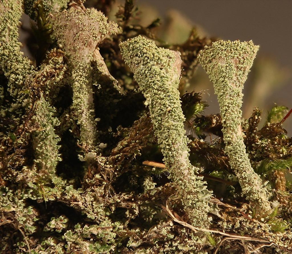 Cladonia pyxidata (door Laurens Sparrius)