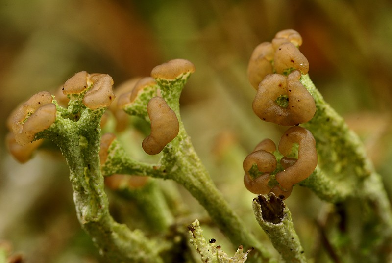 Cladonia ramulosa (door Ron Poot)