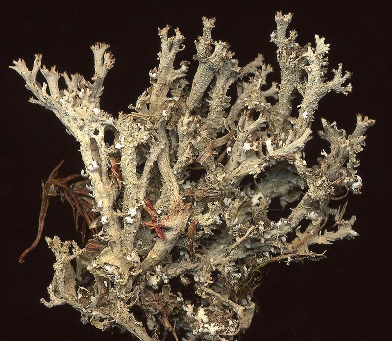 Cladonia ramulosa (door Laurens Sparrius)
