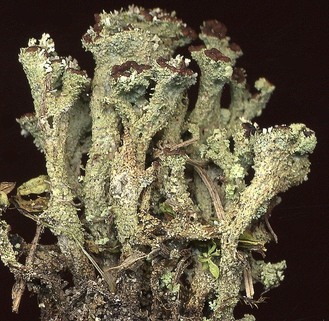 Cladonia ramulosa (door Laurens Sparrius)