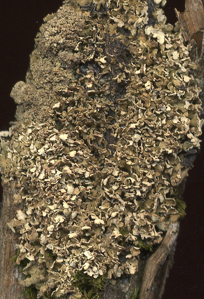 Cladonia ramulosa (door Laurens Sparrius)