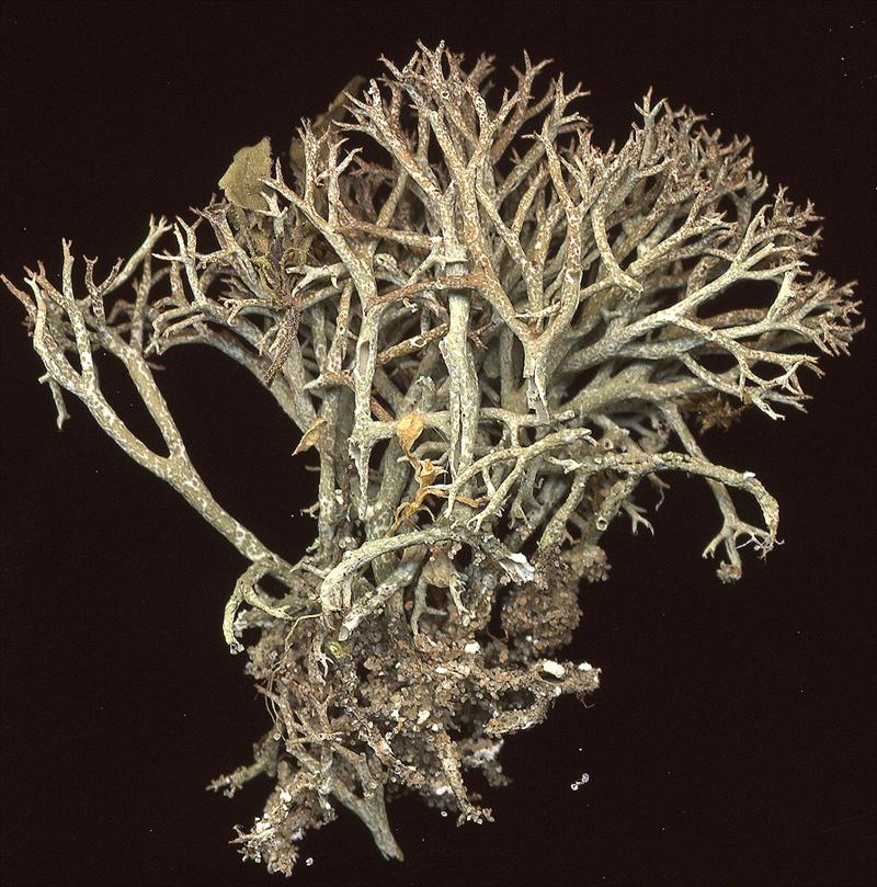 Cladonia rangiformis (door Laurens Sparrius)