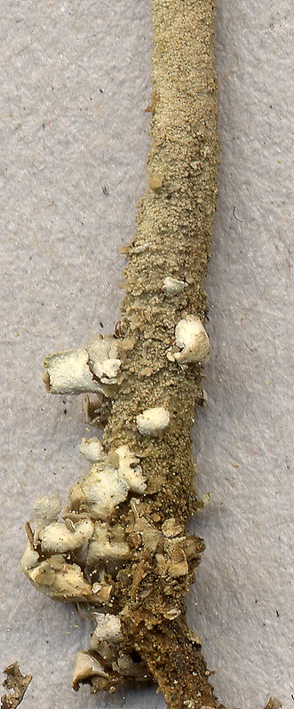 Cladonia rei (door Laurens Sparrius)