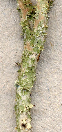 Cladonia scabriuscula (door Laurens Sparrius)