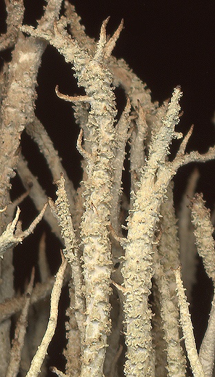 Cladonia scabriuscula (door Laurens Sparrius)