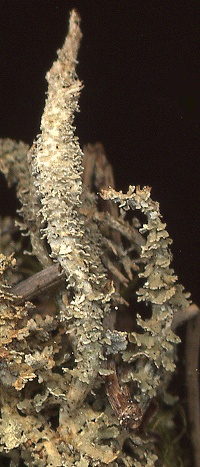 Cladonia squamosa (door Laurens Sparrius)