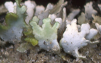 Cladonia strepsilis (door Laurens Sparrius)