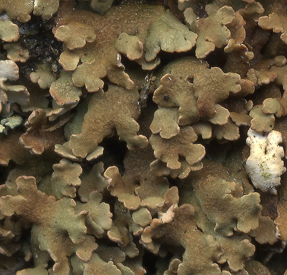 Cladonia strepsilis (door Laurens Sparrius)