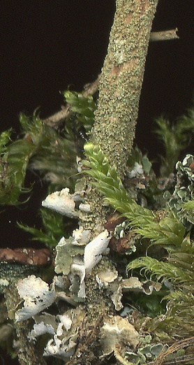 Cladonia subulata (door Laurens Sparrius)