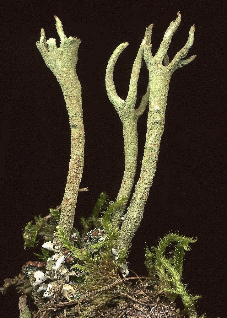 Cladonia subulata (door Laurens Sparrius)