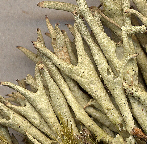 Cladonia uncialis (door Laurens Sparrius)