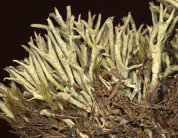 Cladonia uncialis (door Laurens Sparrius)