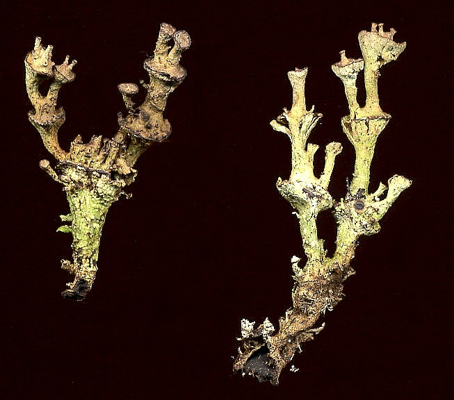 Cladonia verticillata (door Laurens Sparrius)