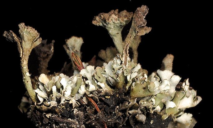 Cladonia verticillata (door Laurens Sparrius)