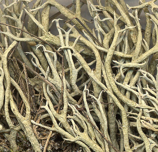 Cladonia zopfii (door Laurens Sparrius)