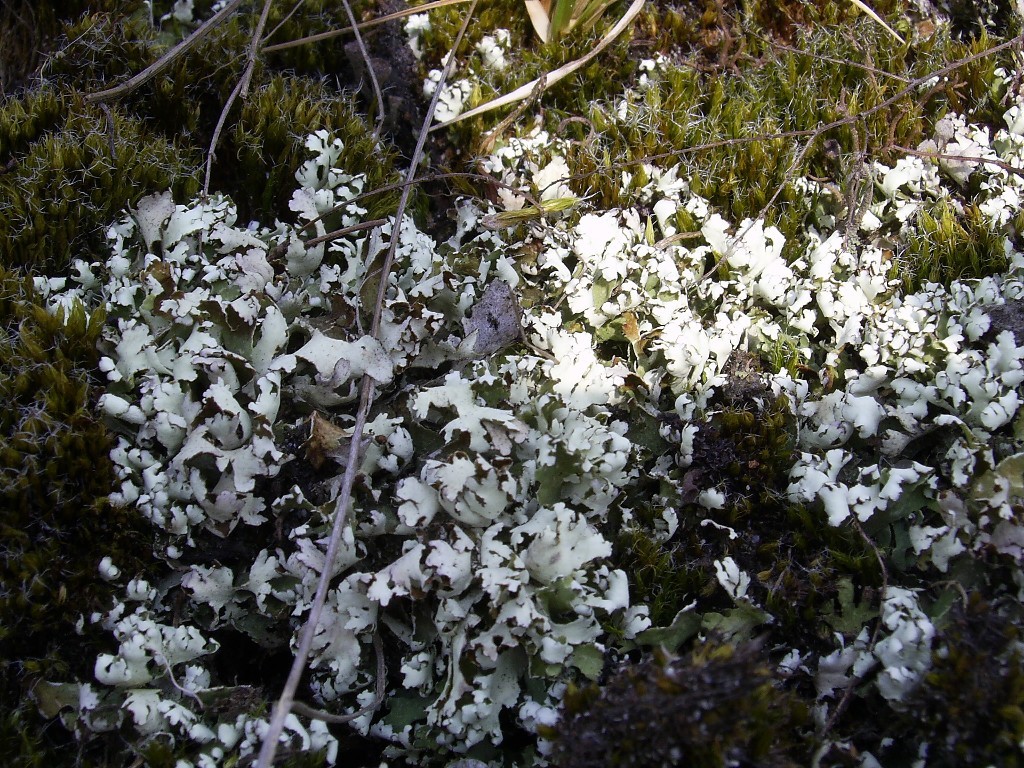 Cladonia foliacea (door Henk Timmerman)