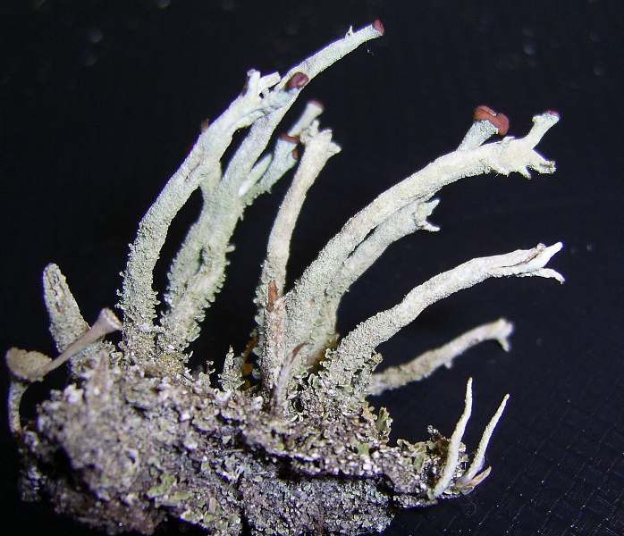 Cladonia rei (door Henk Timmerman)